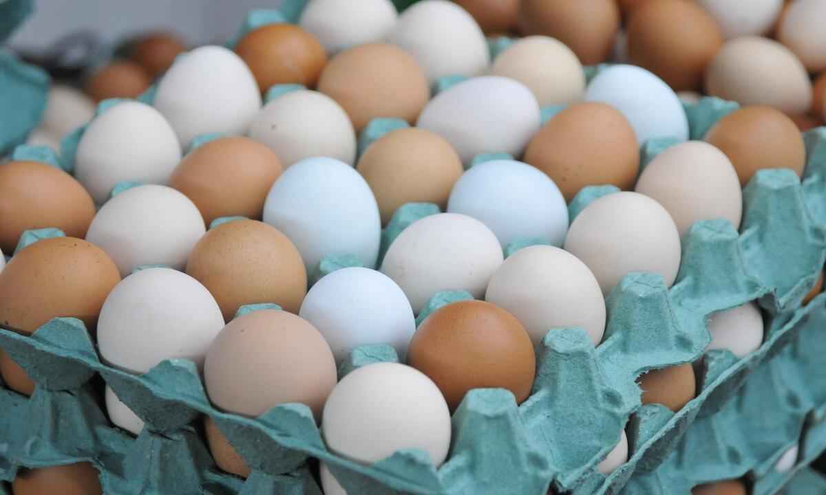 Ovo de 'galinha feliz'? Conheça os diferentes tipos de ovos - Gladyston Rodrigues/EM/D.A Press