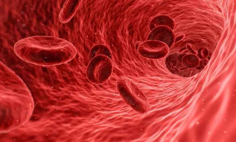 Talassemia: conheça mitos e verdades da doença  - Arek Socha/Pixabay 