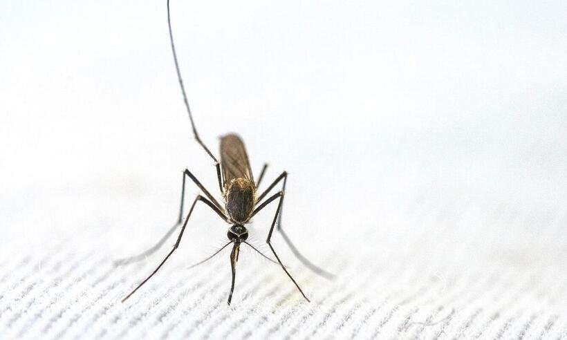 Brasil testa nova droga e busca protocolo de cura radical para malária - Pexels