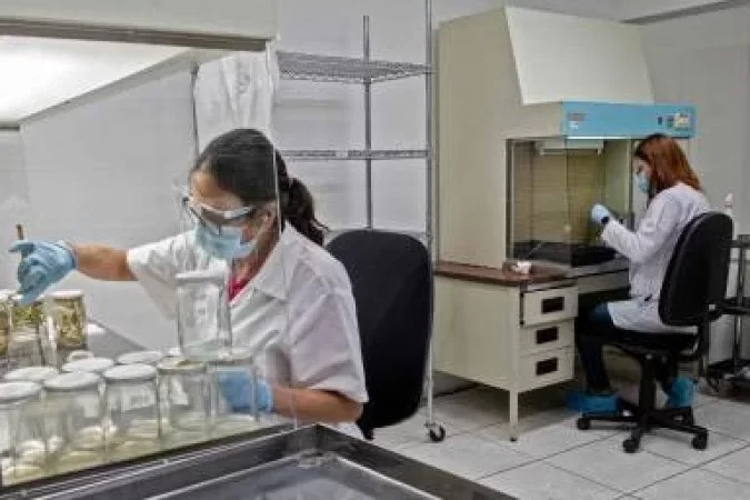 Cannabis: pesquisa mostra efeito analgésico para pacientes com câncer