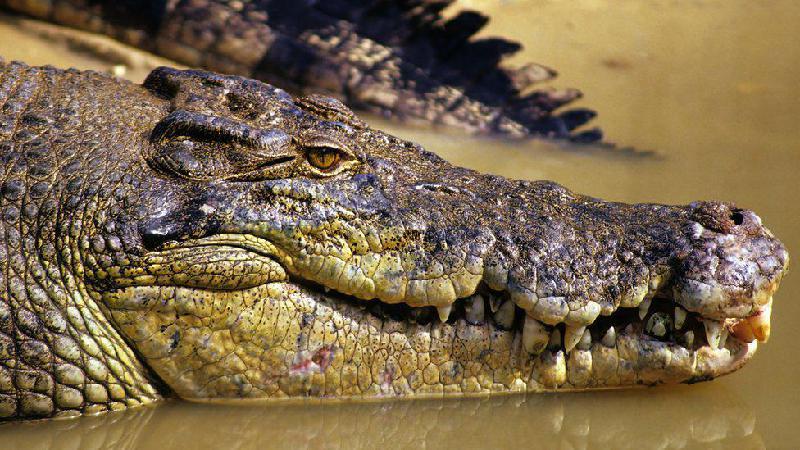 Corpo de pescador desaparecido é encontrado dentro de crocodilo  - Getty Images