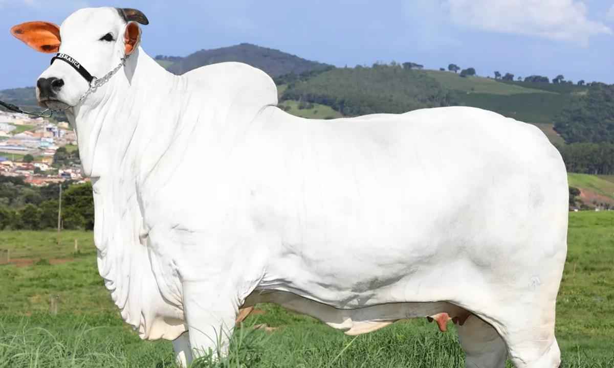 Três vacas avaliadas em R$ 8 milhões são arrematadas em leilão de MG - Rubens Ferreira/Divulgação