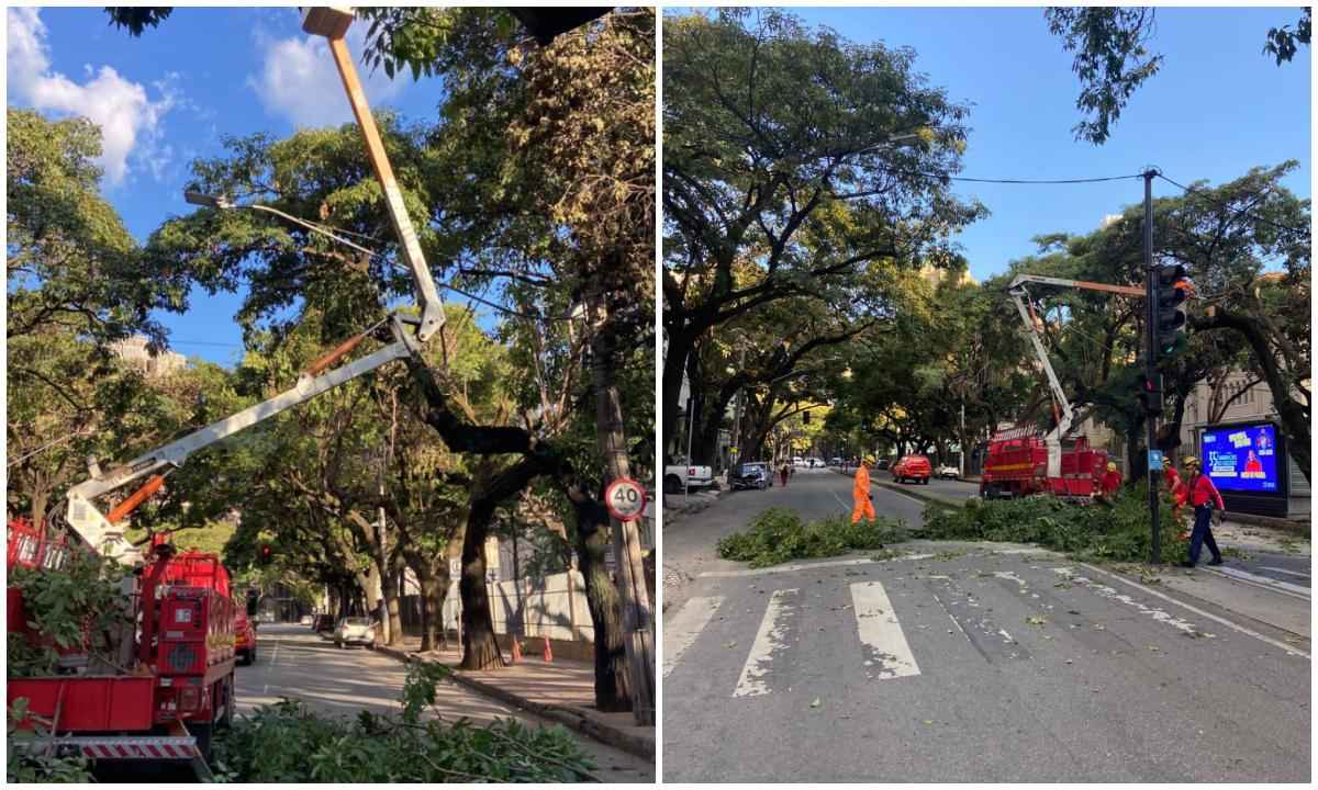 Árvore cai, acerta banca e interdita avenida de BH - Corpo de Bombeiros/Divulgação