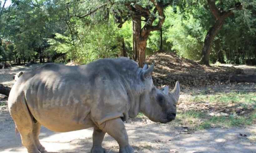 Rinoceronte do Zoológico de BH faz 53 anos com direito a bolo - Suziane Brugnara/PBH