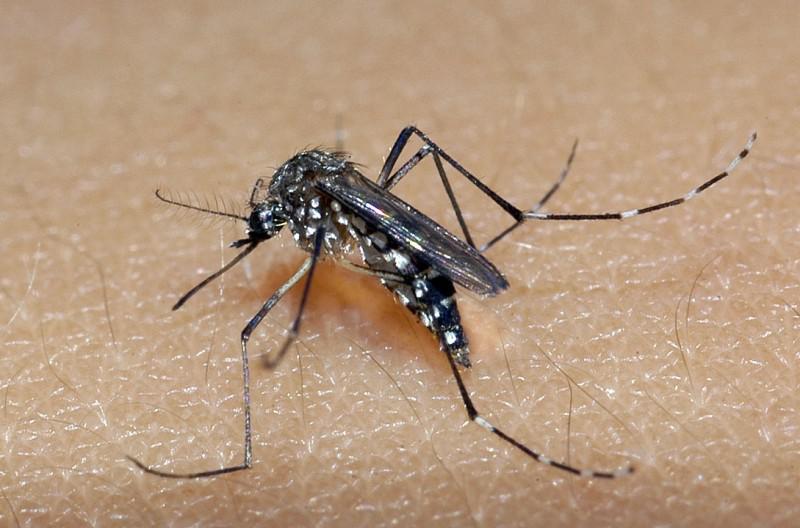 Saúde lança campanha após aumento da dengue, Zika e chikungunya - SS/RS