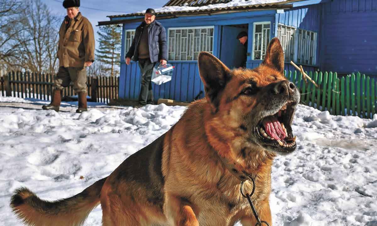 Sob controle: como lidar com a agressividade dos pets - Sergei Gapon/AFP