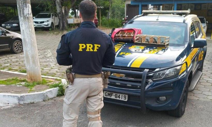 Homem é preso transportando oito pássaros em ônibus - PRF/Divulgação