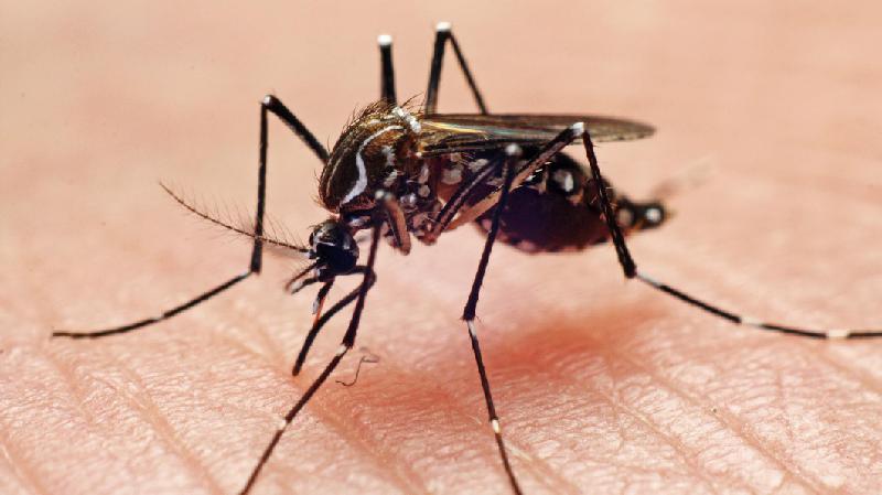 Descubra qual mosquito egípcio chegou ao Brasil e matou 10 mil pessoas - Getty Images