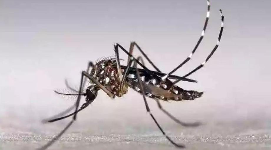 Cidade de Minas terá que pagar multa por não combater epidemia de dengue - foto: Marcos Teixeira de Freitas/Visualhunt/Banco de Imagens