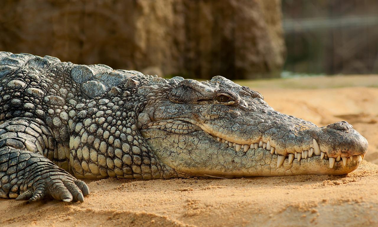 Guia turístico é atacado por crocodilo de 3,5 metros na África do Sul  - Reprodução/ Pixabay
