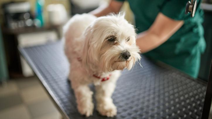 Cachorro sendo avaliado por veterinário -  (crédito: Getty Images)