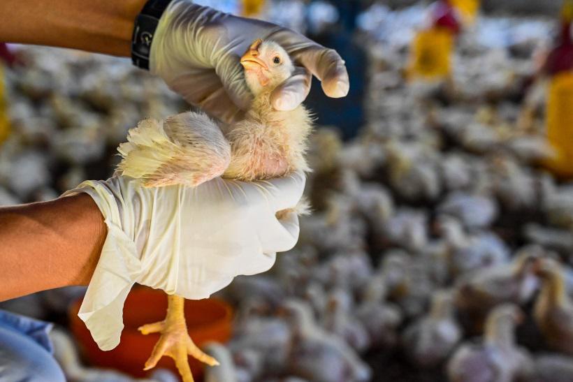 O que é gripe aviária, detectada em aves e suspeita em um homem no Brasil - Chaideer Mahyuddin/AFP