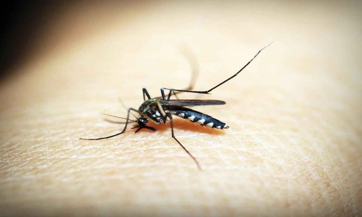 Alta nos casos de dengue faz cidade mineira decretar situação de emergência - Pixabay/Reprodução