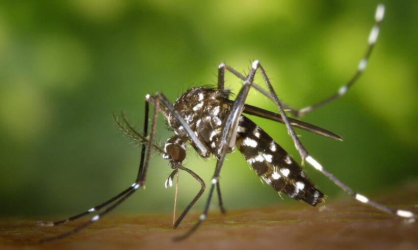 Estudo da UFMG: sandália de juta contra dengue, zika e chikungunya