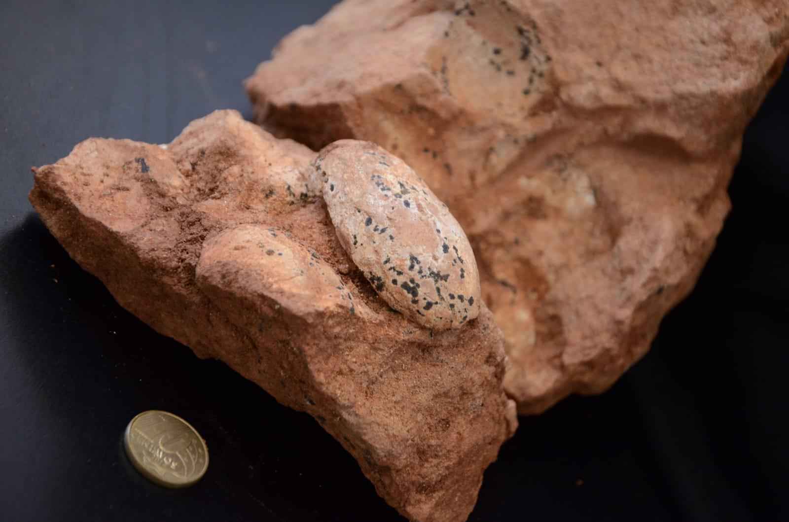 Ninhada com ovos de 80 milhões de anos é encontrada em rodovia do Triângulo - FRANCISCO NETO/DIVULGAÇÃO 