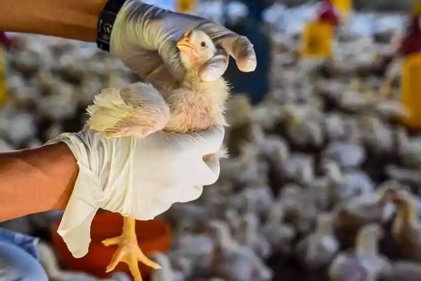 Gripe aviária: quatro casos de contaminação humana estão sendo analisados - Chaideer Mahyuddin/AFP