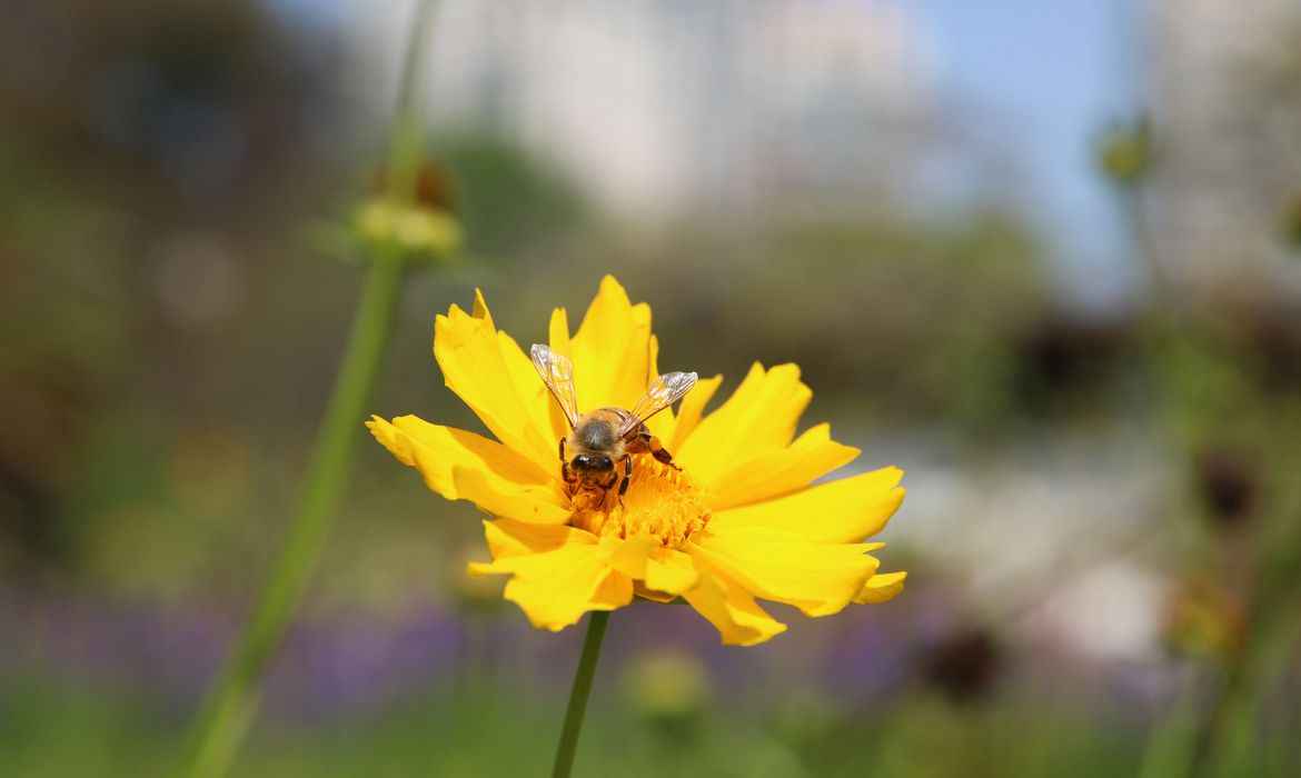 Pesquisa mostra importância de áreas verdes urbanas para a saúde - Rovena Rosa/Agência Brasil