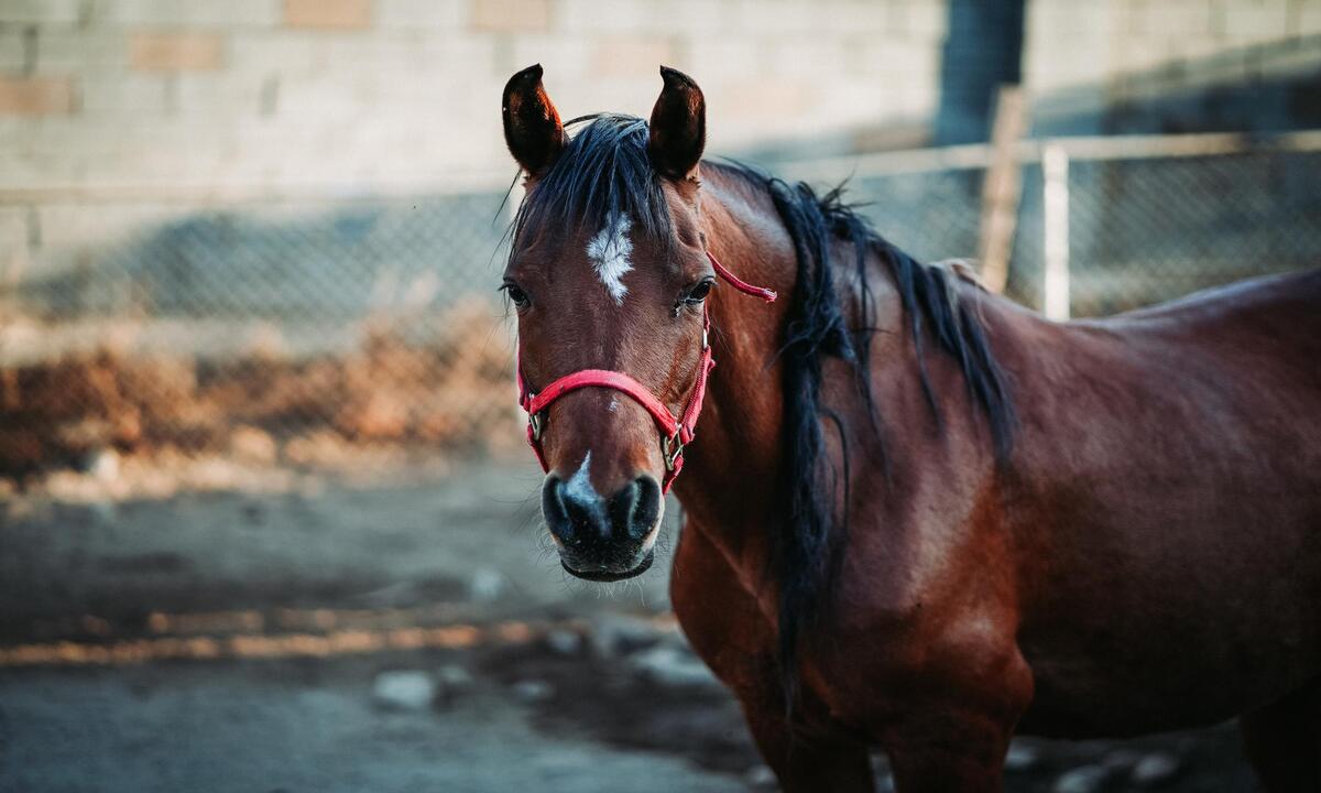 Corridas de cavalos: lesões e sacrifícios impactam fãs e críticos - Freepik