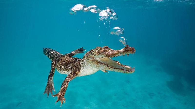 Ataque na Austrália: mergulhador conta como tirou sua cabeça da boca de um crocodilo - Getty Images