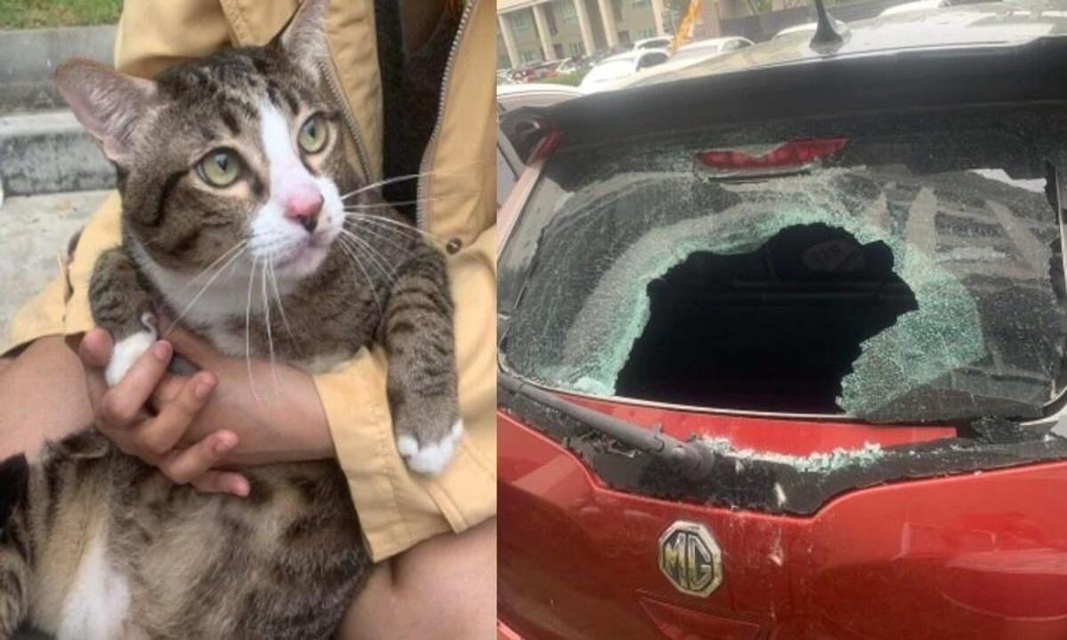 Gato obeso sobrevive após queda do sexto andar e colisão com para-brisa - Reprodução/Twitter