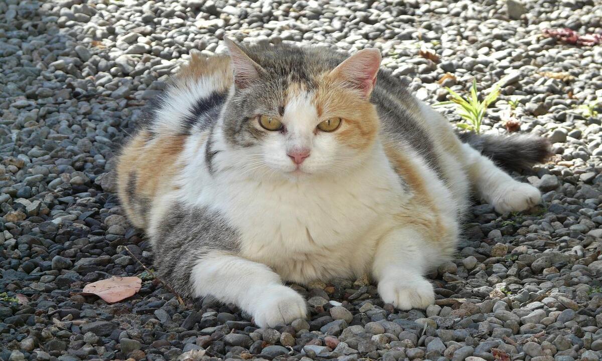 Gato obeso sobrevive após cair do sexto andar e bater em para-brisa de carro - Pixabay/Reprodução