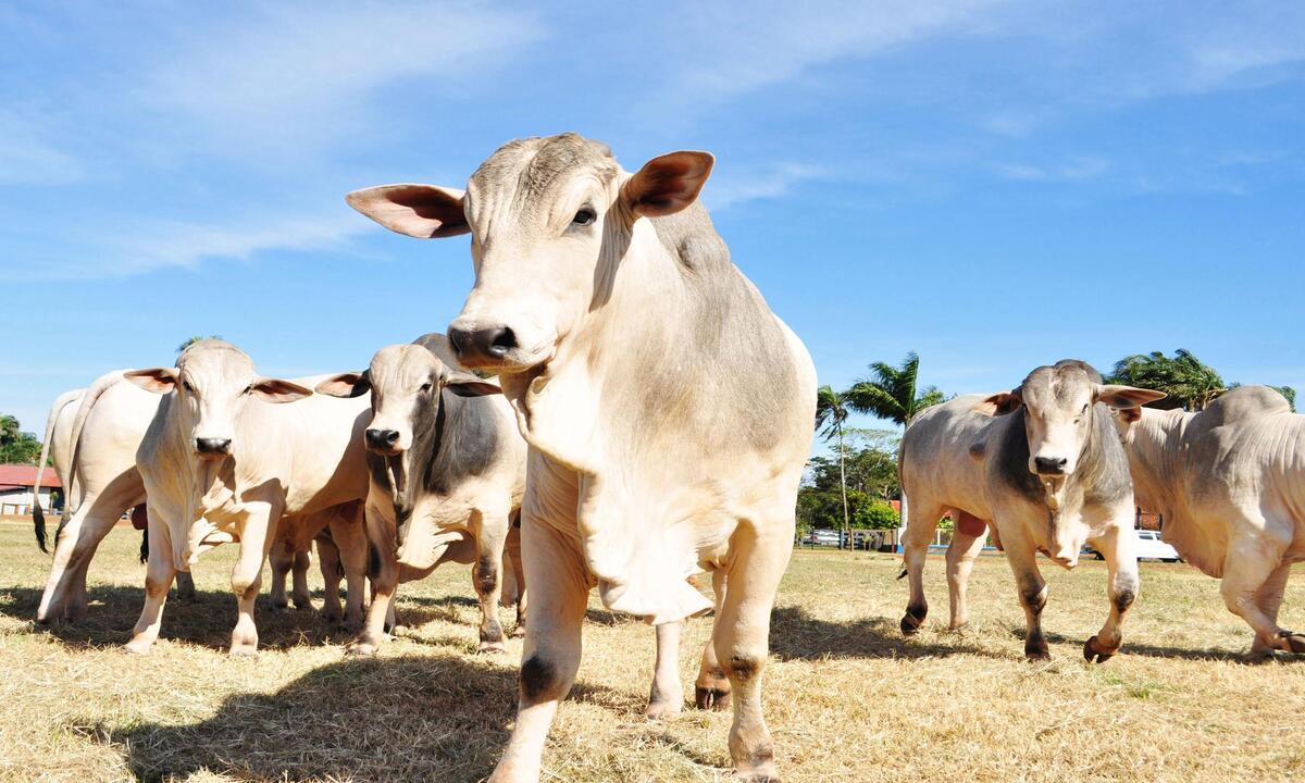 Catar retoma importação de carne brasileira após  'mal da vaca louca' - Seapa / Divulgação