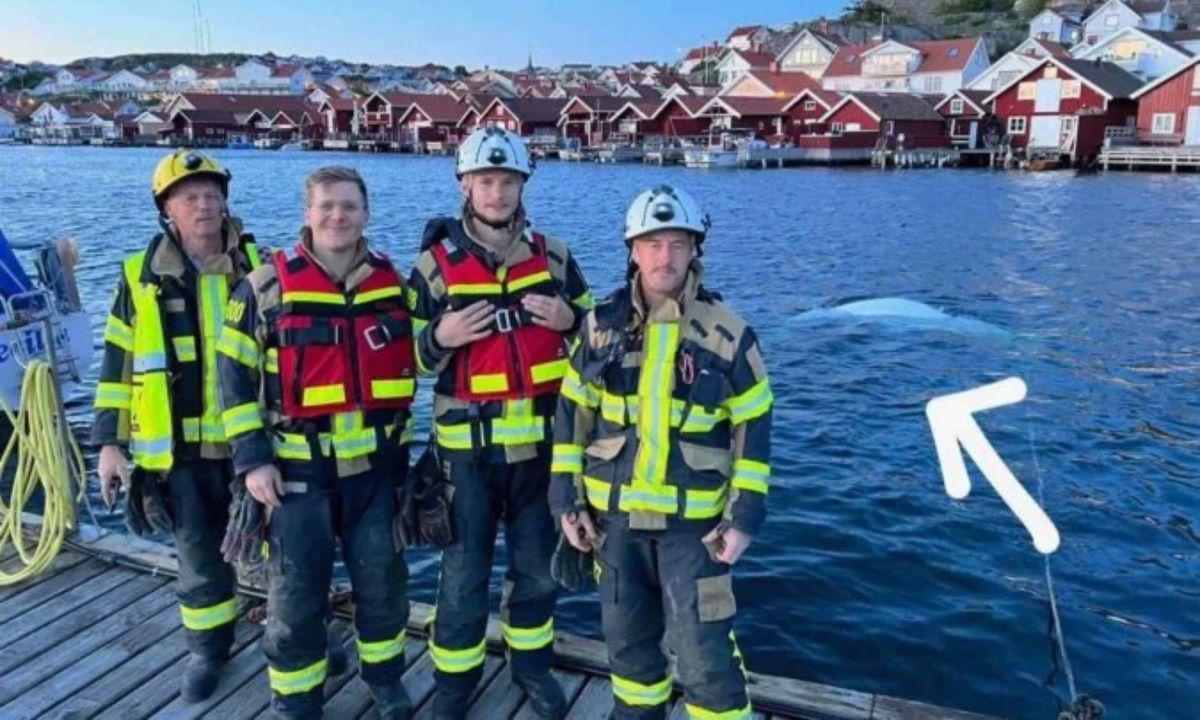 Baleia beluga suspeita de espionagem ressurge na costa da Suécia - Reprodução/OneWhale