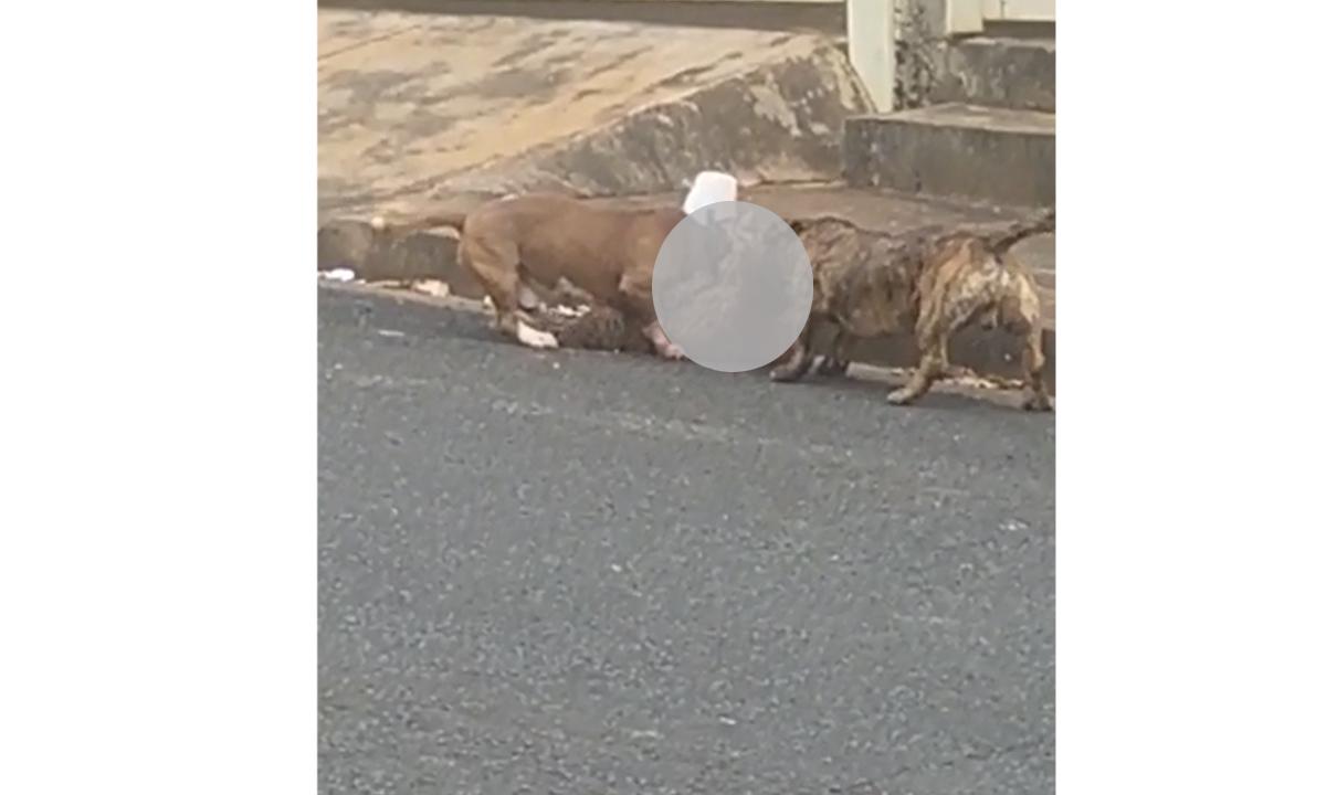 Dupla de pitbull escapa de casa do interior de Minas e mata poodle - WhatsApp/Divulgação