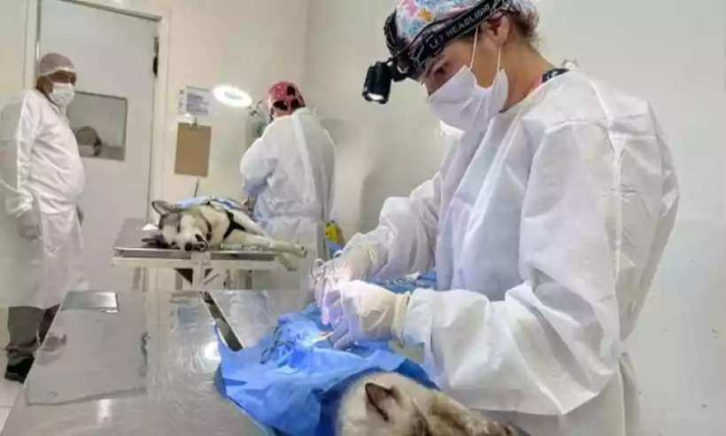 Cientistas desenvolvem técnica para esterilizar gatas sem cirurgia - PBH/Divulgação