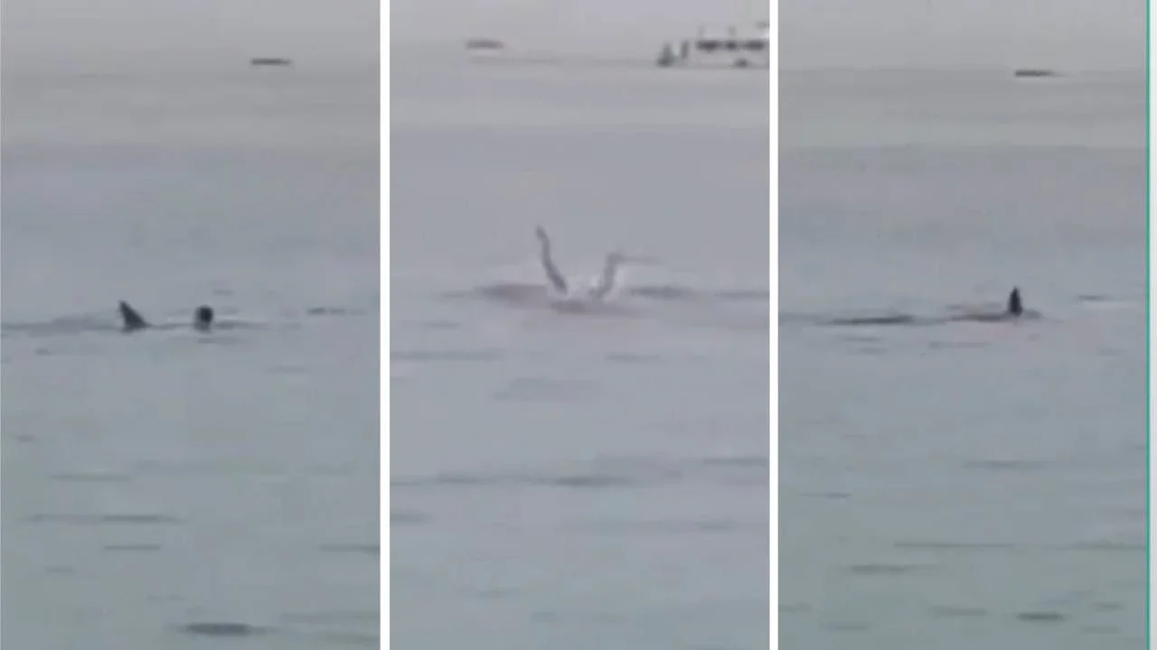 Russo é morto em ataque de tubarão no Mar Vermelho, no Egito; veja vídeo - Reprodução Twitter