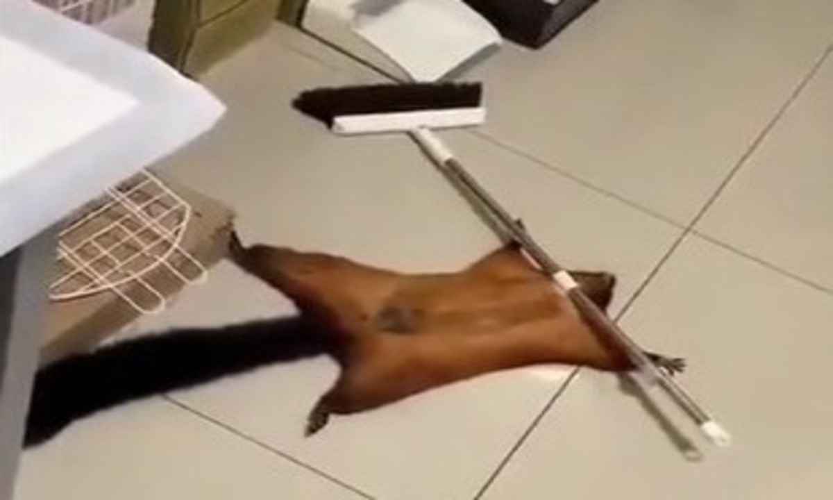 'Esquilo ator': vídeo mostra animal fingindo de morto  - Reprodução Twitter 
