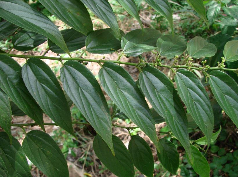 Pesquisa da UFRJ identifica canabidiol em planta nativa brasileira - Flickr/Reprodução 