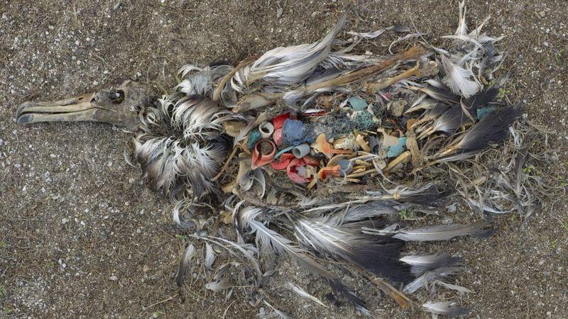 A impressionante foto que mudou a percepção mundial sobre a crise do plástico - CHRIS JORDAN