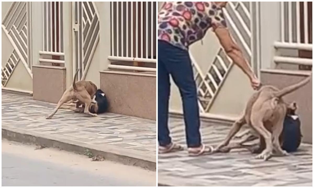 Cachorro morre ao ser brutalmente atacado por pitbull em Teófilo Otoni - Redes sociais/Reprodução