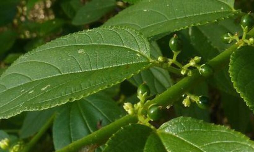 Universidade identifica canabidiol em planta nativa brasileira - WIKIMEDIA COMMONS
