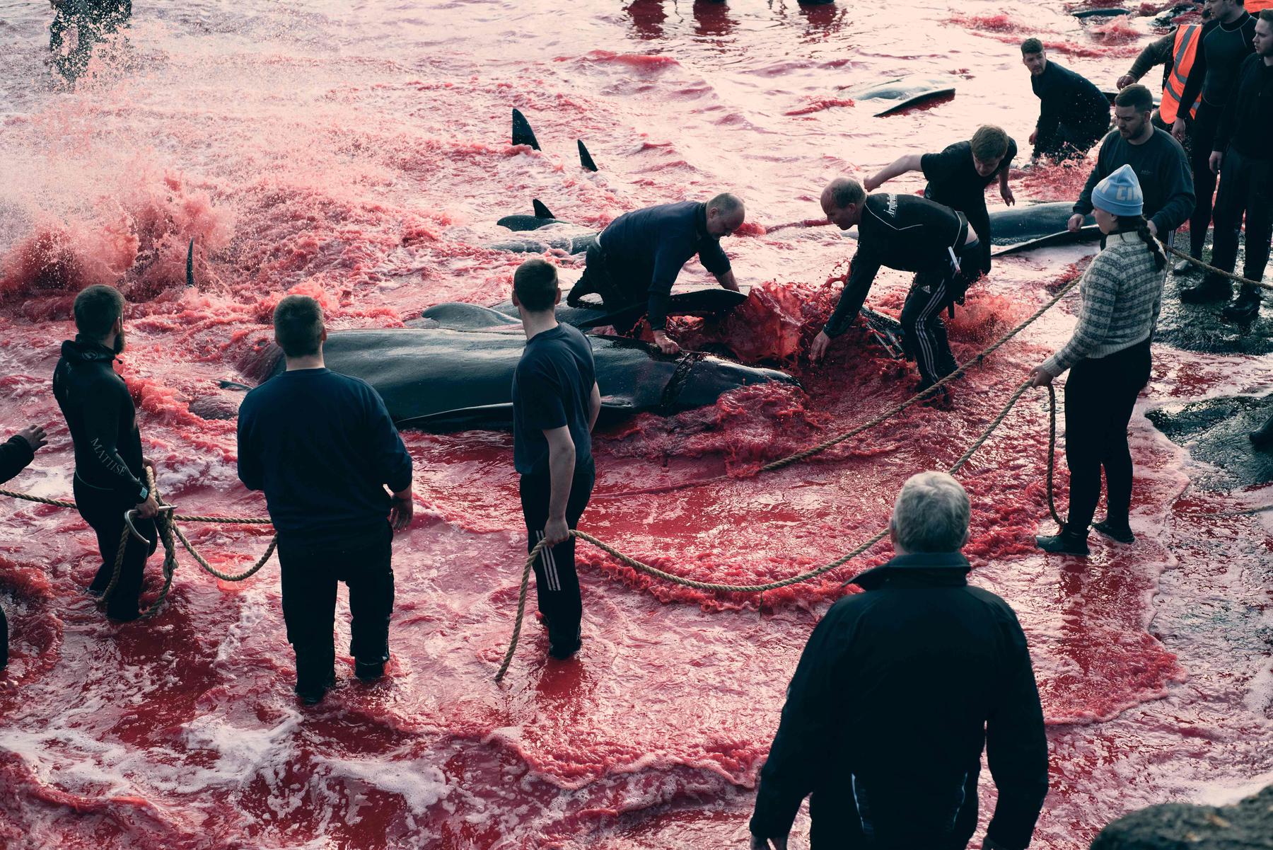 Mais de 500 golfinhos são mortos em caçada nas Ilhas Faroe - AFP PHOTO/HANDOUT/SEA SHEPHERD UK 