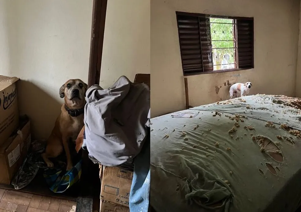 Cães abandonados e maltratados são resgatados em Uberaba por Polícia Civil - PCMG/Divulgação