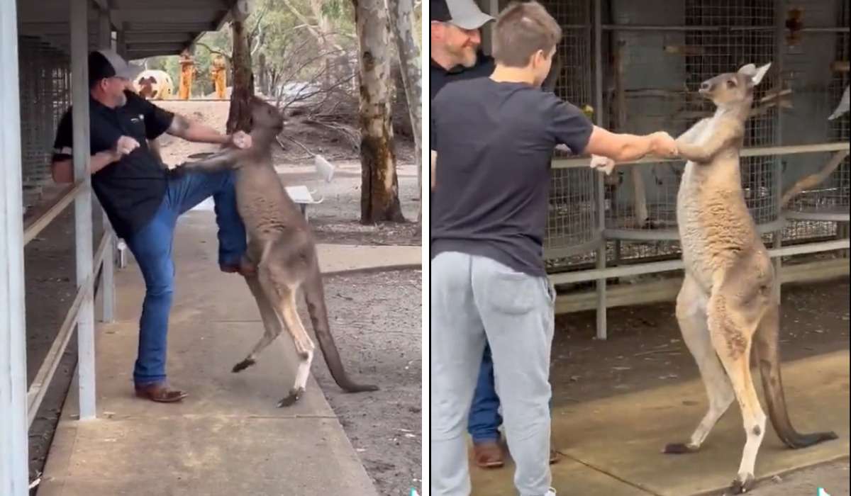 Canguru luta com turistas na Austrália - Reprodução / TikTok