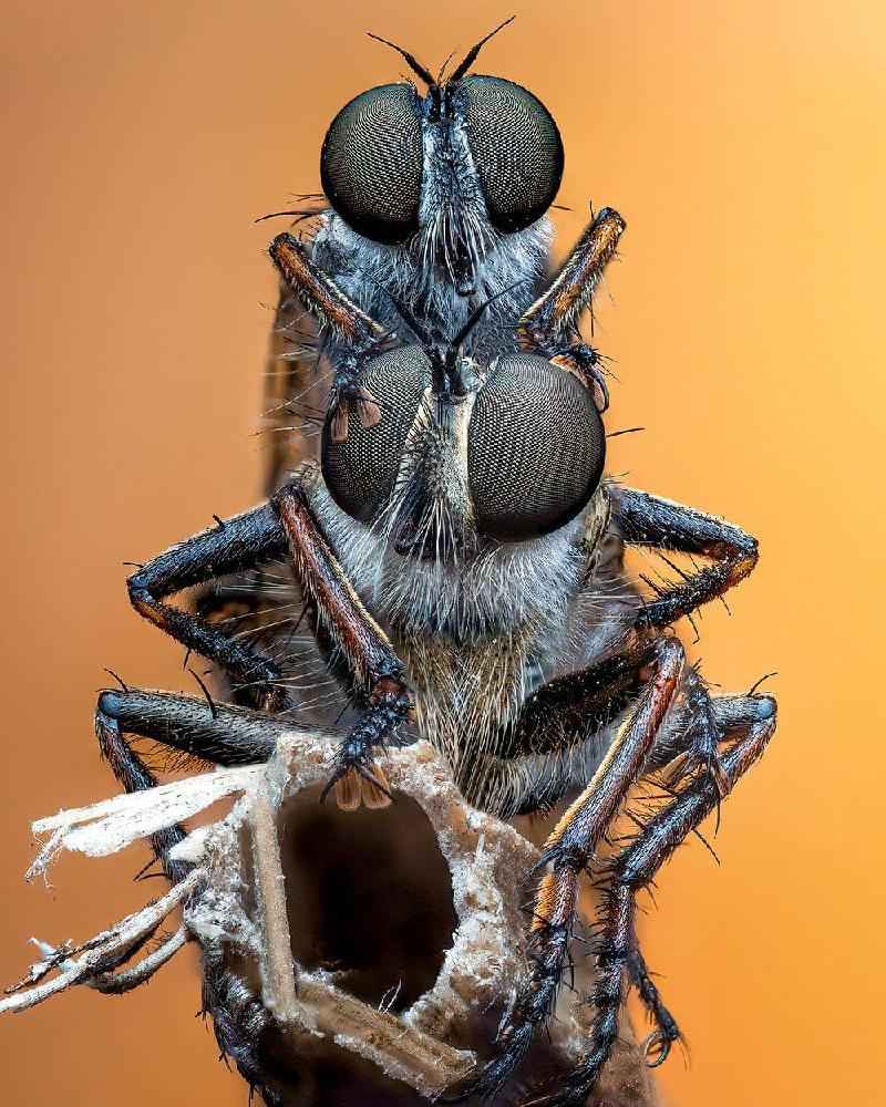 As incríveis imagens vencedoras de concurso de fotos de insetos - PETE BURFORD