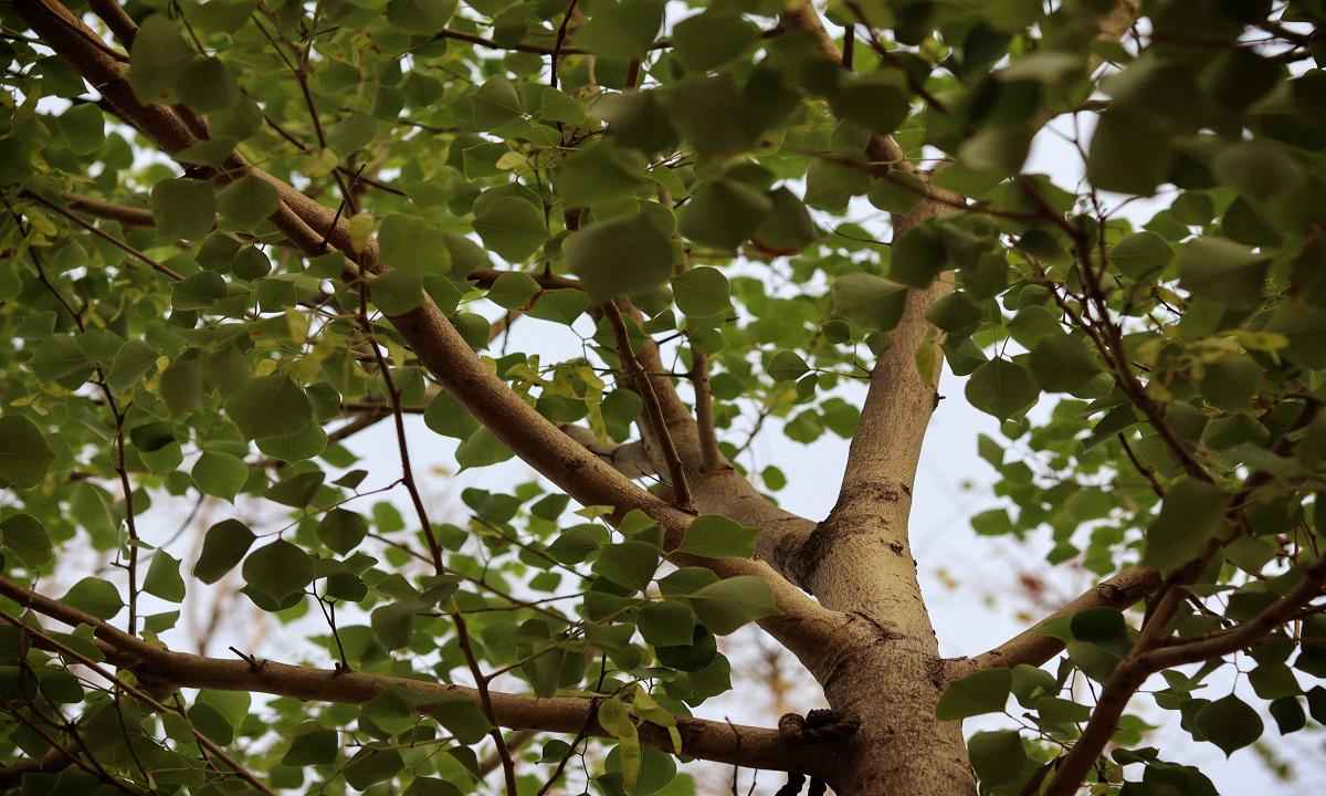 'Queria ver meus filhos': mulher fica 36h presa em árvore após ciclone   - Pexels