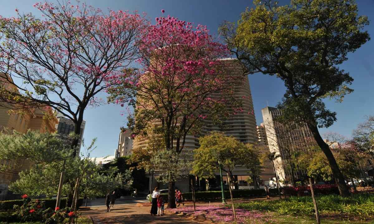 Temporada dos ipês já colore as ruas de Belo Horizonte - Leandro Couri/EM/D.A.Press