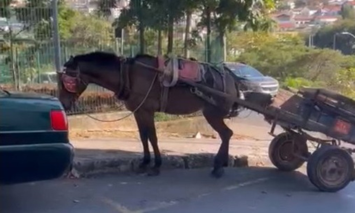 Cavalos sofrem à espera de votação do projeto que acaba com carroças em BH - Reprodução/ Redes sociais