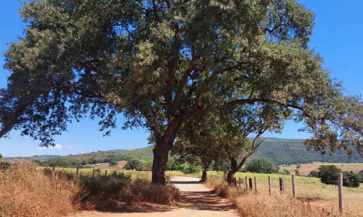 Uma árvore no meio do caminho: polêmica em obra de estrada em Montes Claros - Juliana Peixoto/divulgação