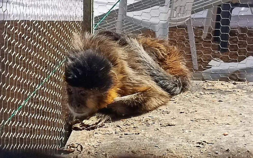 Macaco-prego em situação de estresse e maus-tratos é resgatado em MG