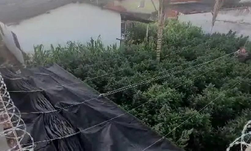 Plantação com 200 pés de maconha é encontrada em quintal em Uberlândia - Divulgação/PMMG
