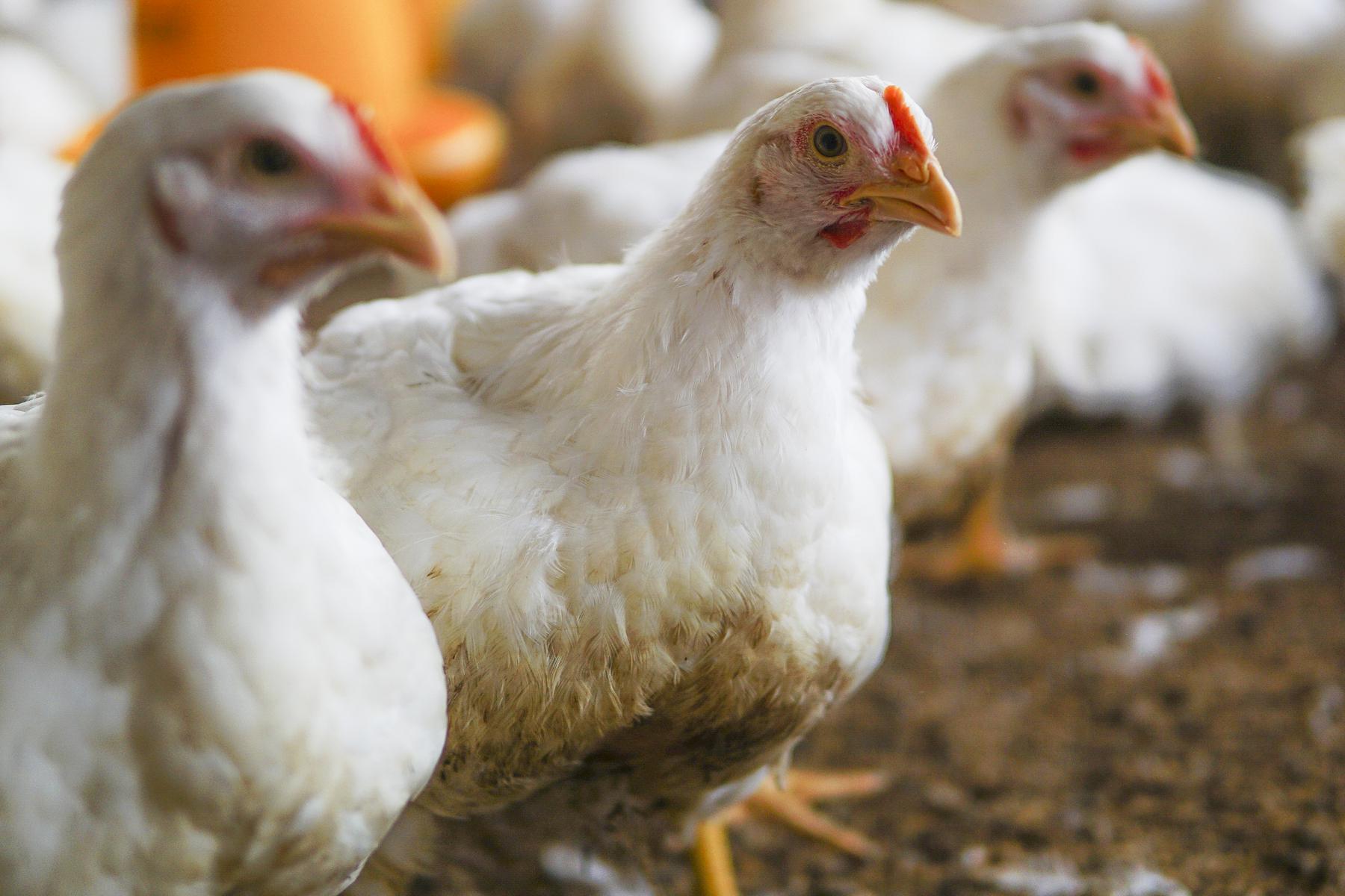 Brasil detecta dois novos focos de vírus H5N1 em aves silvestres - Freepik
