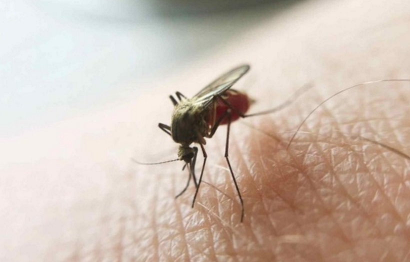 Malária: EUA acende alerta para casos locais da doença após 20 anos - Reprodução/Ministério da Saúde