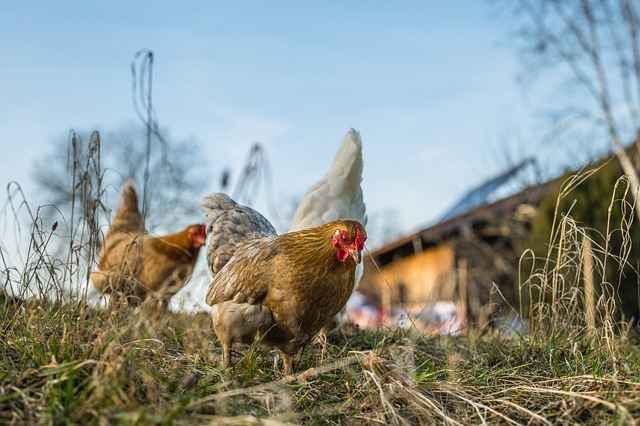 Gripe aviária: primeiro caso de contaminação de ave doméstica é confirmado - Pixabay / Reprodução
