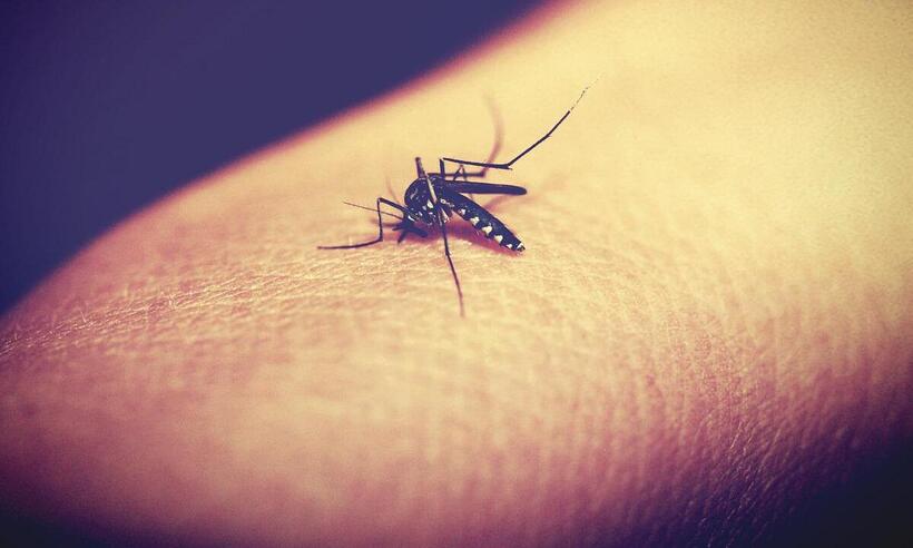 Anvisa aprova vacina contra todos os sorotipos da dengue  - Pixabay