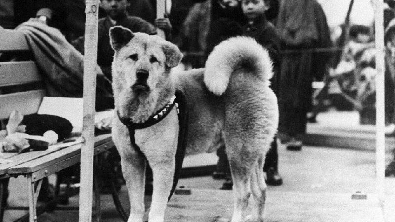 Hachiko: a história do cão 'mais fiel do mundo', que nasceu há 100 anos - Getty Images